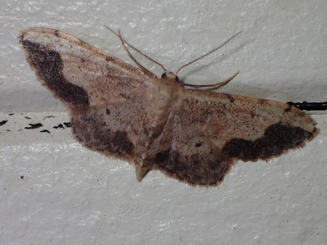 Idaea efflorata