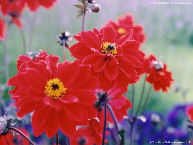 Flores Rojas Fondos