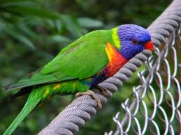 colored-bird-standing-on-rope-cool