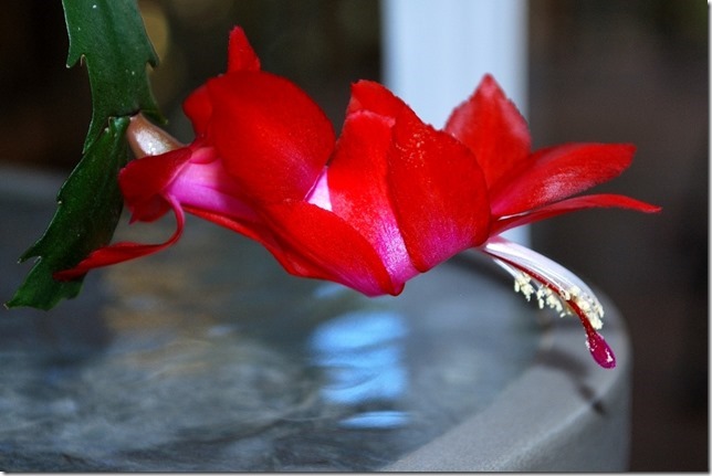 Thanksgiving Cactus