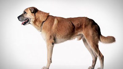 Anatolian Shepherd Working Dog