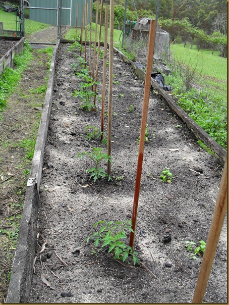 Tomatoes + Basil
