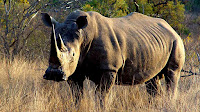 Rhinoceros pictures_Ceratotherium simum