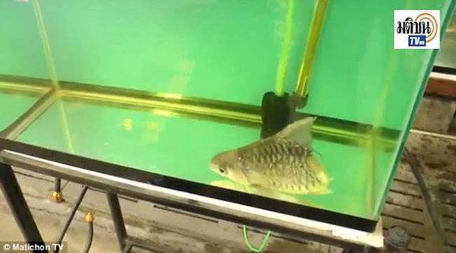 Satu ikan di Thailand boleh bertahan 6 bulan dengan hanya separuh daripadanya sahaja 