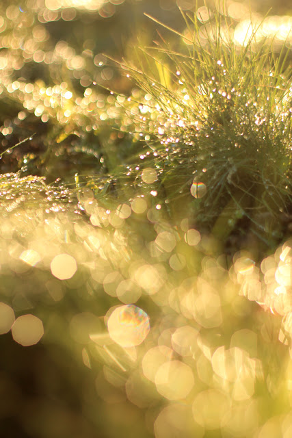 Bokeh Effect in the Grass - Dreamy Nature Photography by Mademoiselle Mermaid