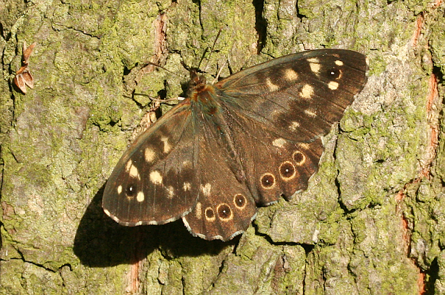 Pararge aegeria, Waldbrettspiel