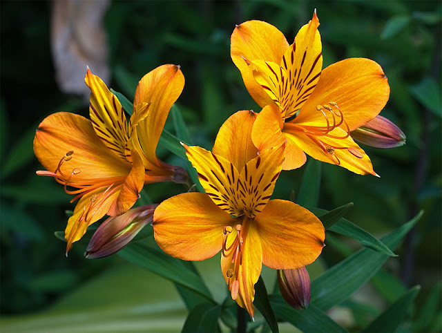 Yellow Alstroemeria flower