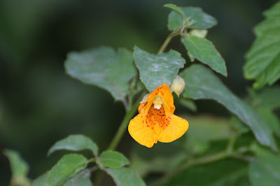 Groot Springzaad - Springsied - Impatiens noli-tangere