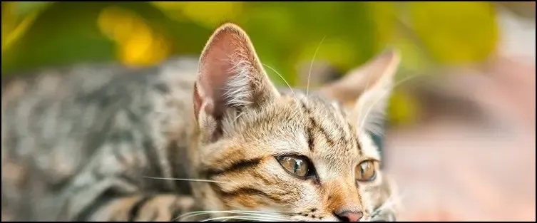 Erkek Kedilerde Kızgınlık Dönemi Hakkında Bilgiler