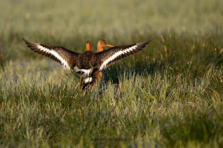 Wildlifefotografie Uferschnepfen Kopula Olaf Kerber