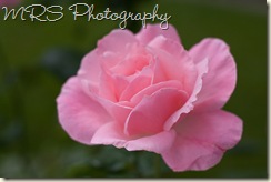 Flower (1 of 1)