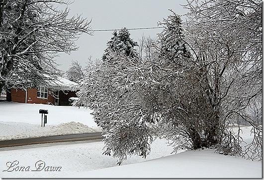 2_Lilac_IceStorm_2009