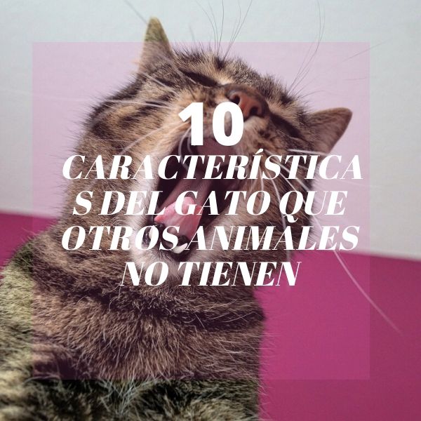 😺😺Características de los gatos que otros animales no tienen