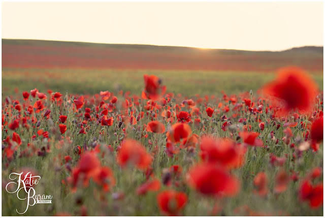 poppy field, poppies, poppyfield, poppy field north east, poppy field newcastle, poppy field durham, red flowers, sunset.