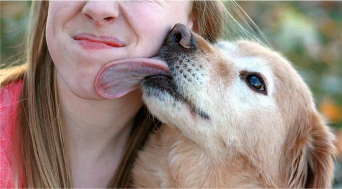 Aquí te digo lo que sucede cuando tu perro te lame la cara, te sorprenderás