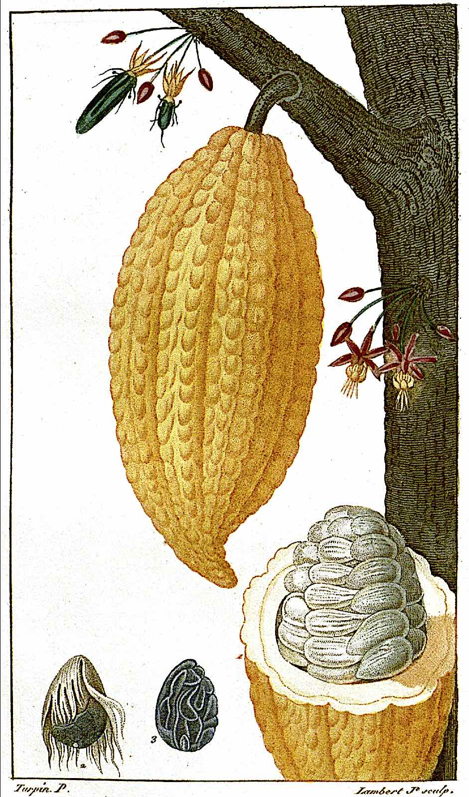 a Pierre Jean François illustration of a cocao plant