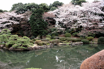 Japanese garden sakura cherry blossom