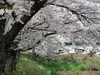 好きな花見スポット 石割桜のそばにある桜並木