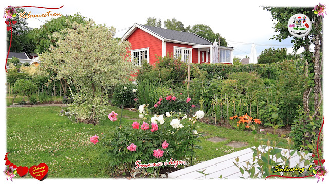 Sommerbilder fra Solvang kolonihager, avdeling 1 på Sogn i Bydel Nordre Aker i Oslo.