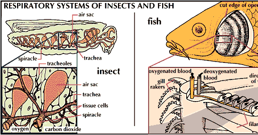  Sistem  Pernapasan  pada Hewan  Arthropoda