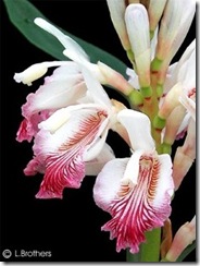 Alpinia_officinarum