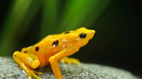 This is how many animals could go extinct from climate change 