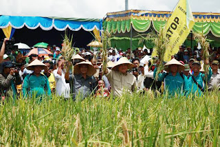 Produksi Beras Sumsel Terus Meningkat