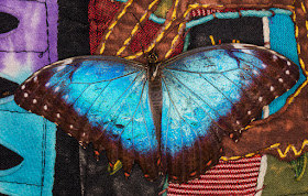 Blue Morpho, Morpho peleides.  Butterflies in the Glasshouse at RHS Wisley, 26 January 2016.