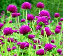 Manfaat Bunga Kenop Bagi Kesehatan Zona Flora