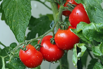 Tips Menanam Tomat dengan cara Praktis dan Mudah