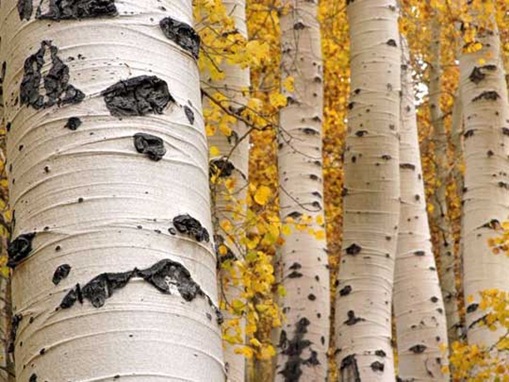 tress-pattern-1 Quaking Aspen Trees