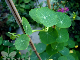 climbing nasturtium in the garden