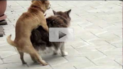 Dog & Cat Do Video - live scene caught on Camera