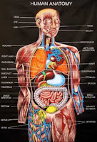 http://asalasah.blogspot.com/2013/05/penjelasan-lengkap-anatomi-tubuh.html