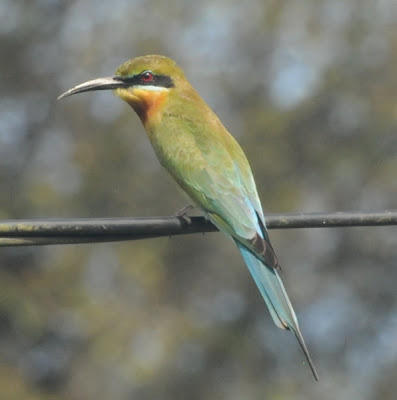 Blue-tailed Bee-eater (Merops philippinus)