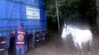 Equipe da COPBEA e da Guarda Municipal apreende maisum cavalo solto em via pública