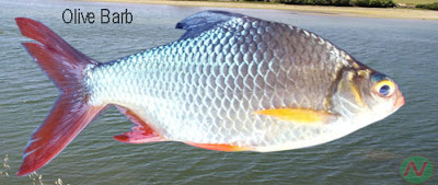 olive barb, olive barb fish, সরপুঁটি