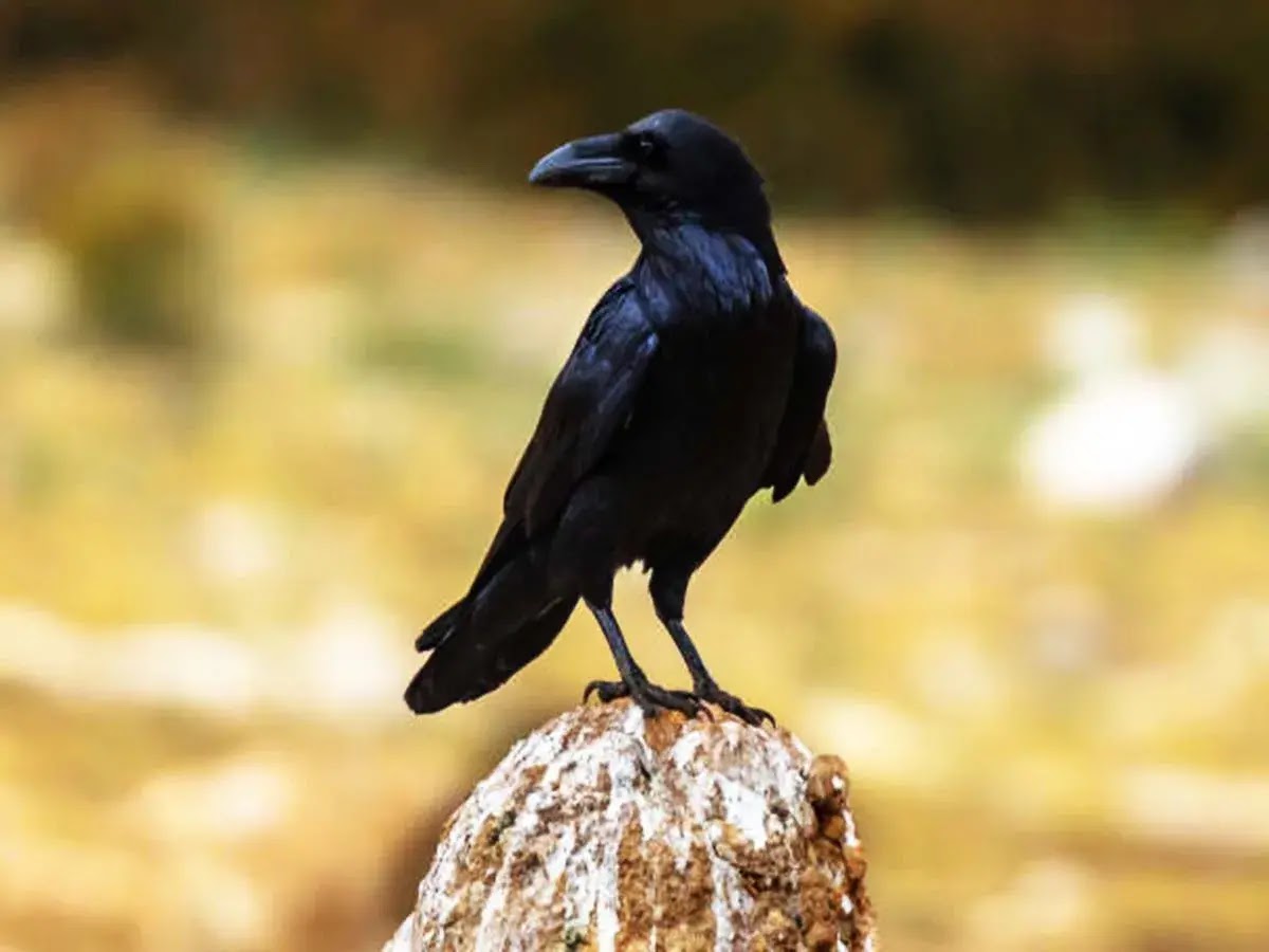 Ravens Smart