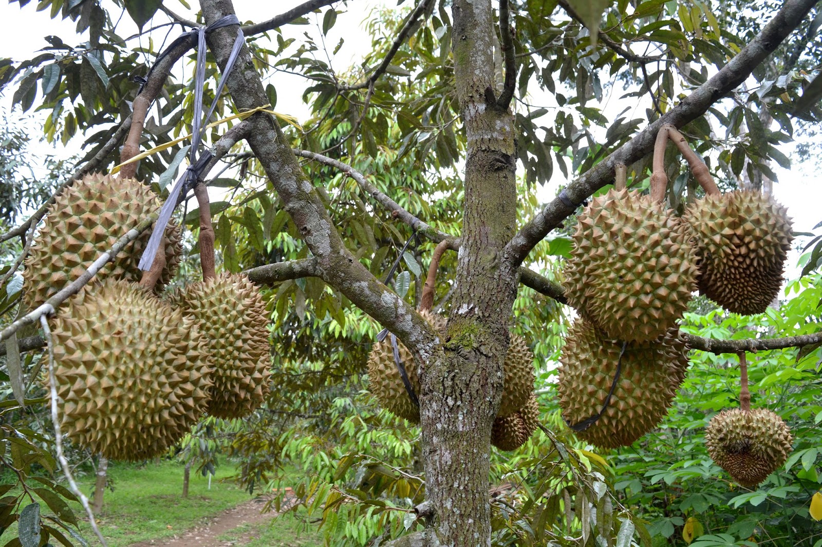 Wisata Kebun Durian  Candimulyo SENTRA KEBUN DURIAN  