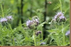 Phacelia Tanacetifolia