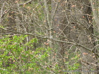 Yellow-rumped Warbler