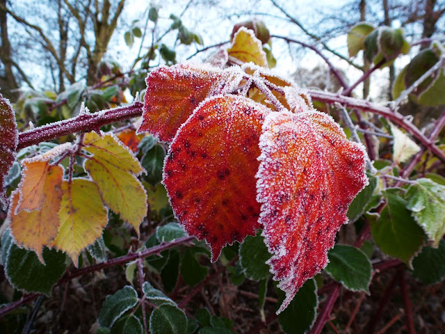 frosty autumn leaves © V. Nesdoly