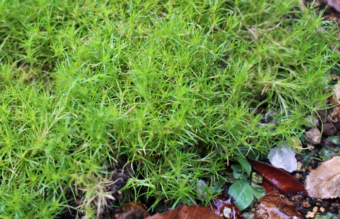 花と野菜 保存版 Ground サギナ アイリッシュモス