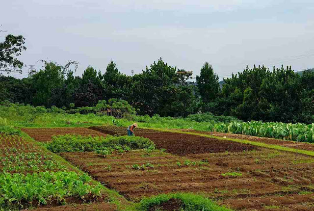 Kuntum Farmfield Bogor: Lokasi, Rute, dan Harga Tiket