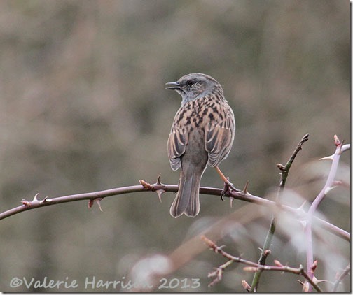 20-dunnock