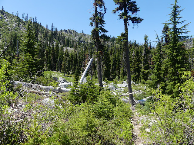 thin trees on the rocky