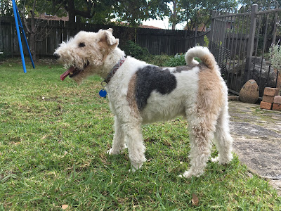 Wire Fox Terrier