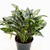 Aglaonema Plant