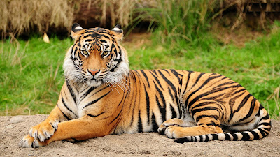 aranimal tiger hd wallpaperaranimal tiger hd wallpaper