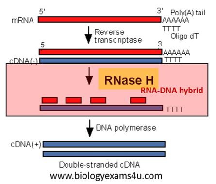 How Ribonuclease works?